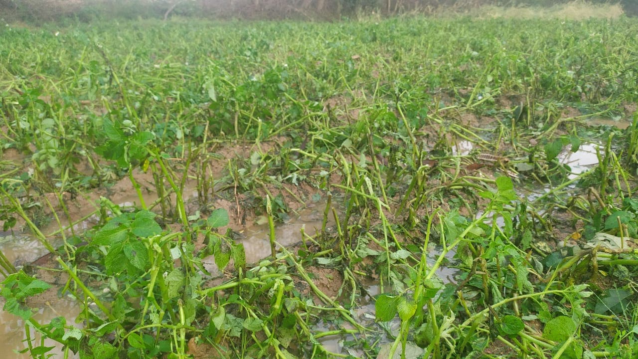 Video में देखें, झारखंड में बारिश ने कैसे तोड़ी किसानों की कमर, क्या है मौसम का हाल