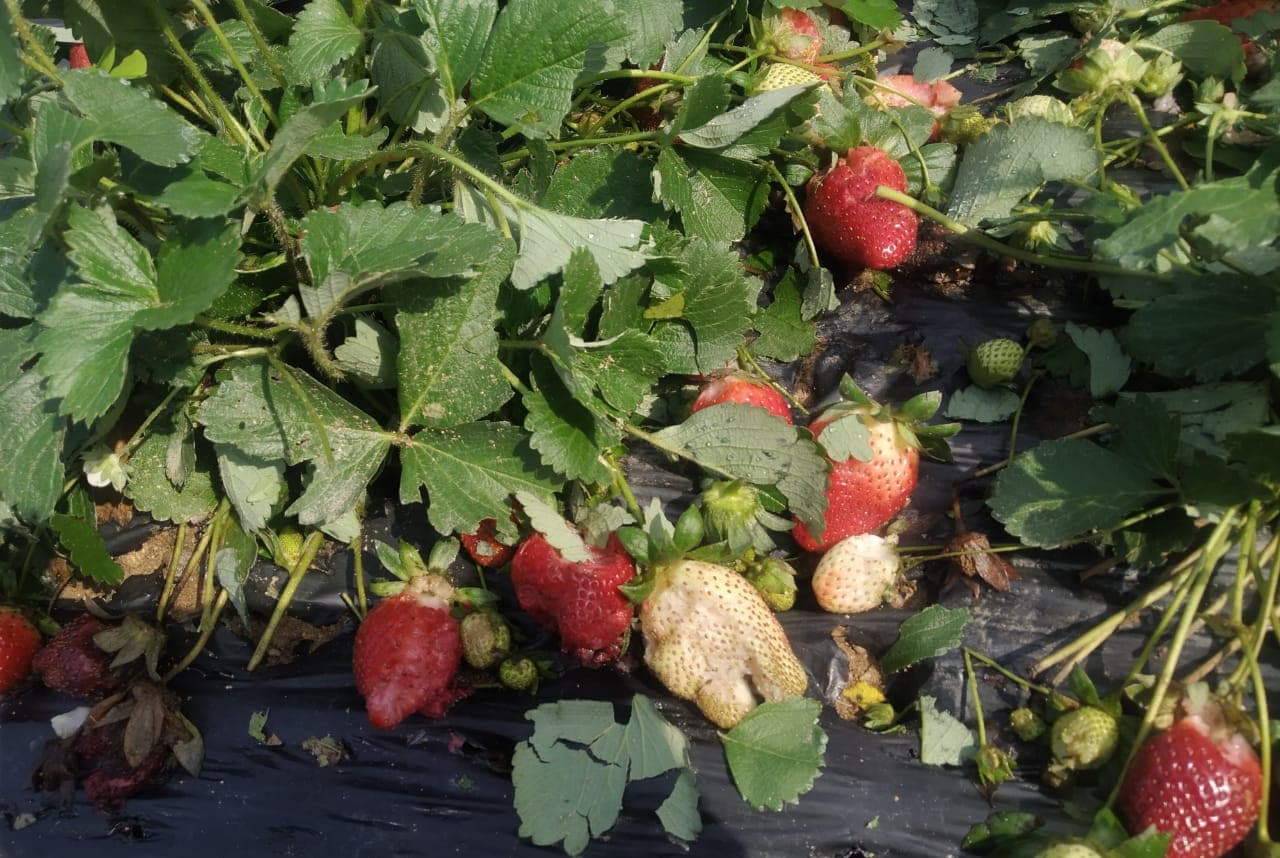 किस्को में बारिश से बर्बाद हुई फसल, किसान आर्थिक रूप से कमजोर