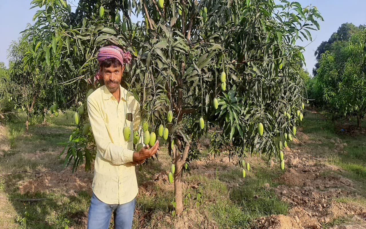 पूर्वी सिंहभूम : घाटशिला के किसानों की आम की बागवानी से संवर रही जिंदगी, 100 एकड़ में लगे हैं पेड़