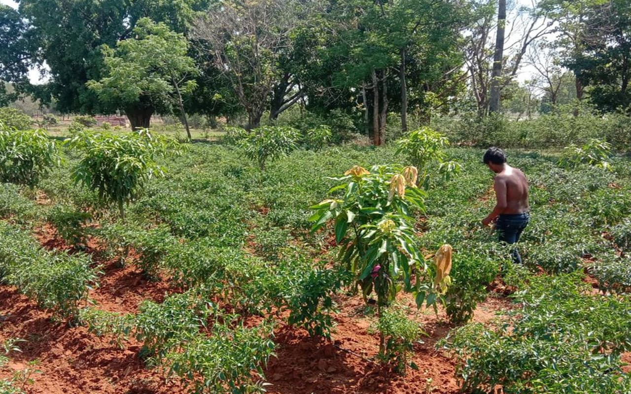 Hemant Soren Govt@3 Years : ग्रामीण आजीविका के क्षेत्र में नये आयाम गढ़ रही बिरसा हरित ग्राम योजना