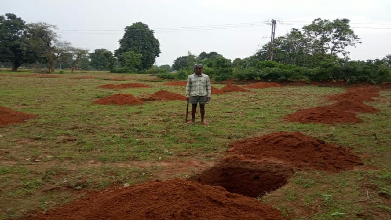 गुमला जिले में 3000 एकड़ जमीन पर होगी आम की खेती, धान के बाद सबसे अधिक पैदावार होने वाली फसल है आम