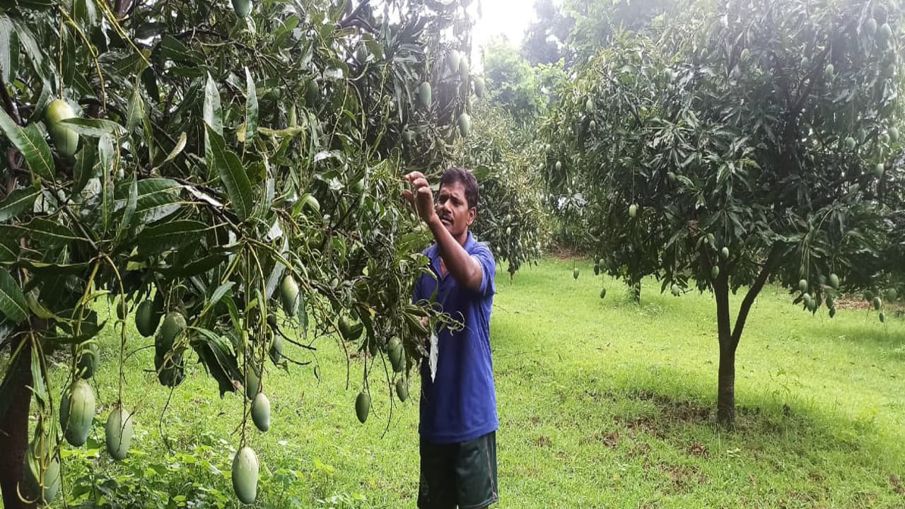 आधुनिक तकनीक से आम व केले की बागवानी से किसान कर रहे अच्छी कमाई, तकनीकी हब से मिल रही किसानों को ट्रेनिंग