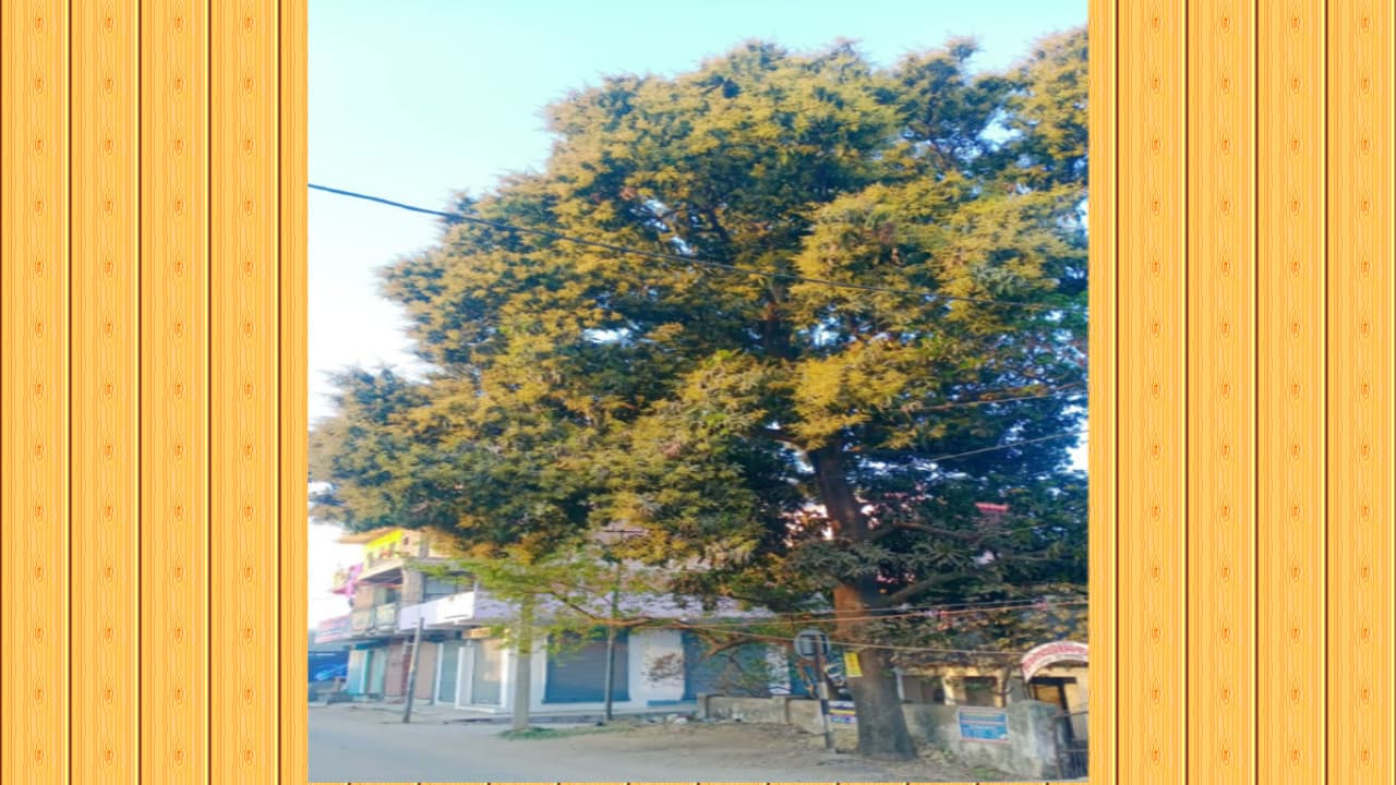 Jharkhand News : आम व गेहूं की फसल को बारिश से हुआ फायदा, किसानों ने ली राहत की सांस, कृषि वैज्ञानिक ने दी ये सलाह