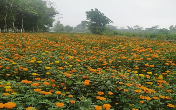 Flower Farming: झारखंड के लखपति किसान, फूलों की खेती से मिली पहचान, अब दूसरों को भी दे रहे रोजगार
