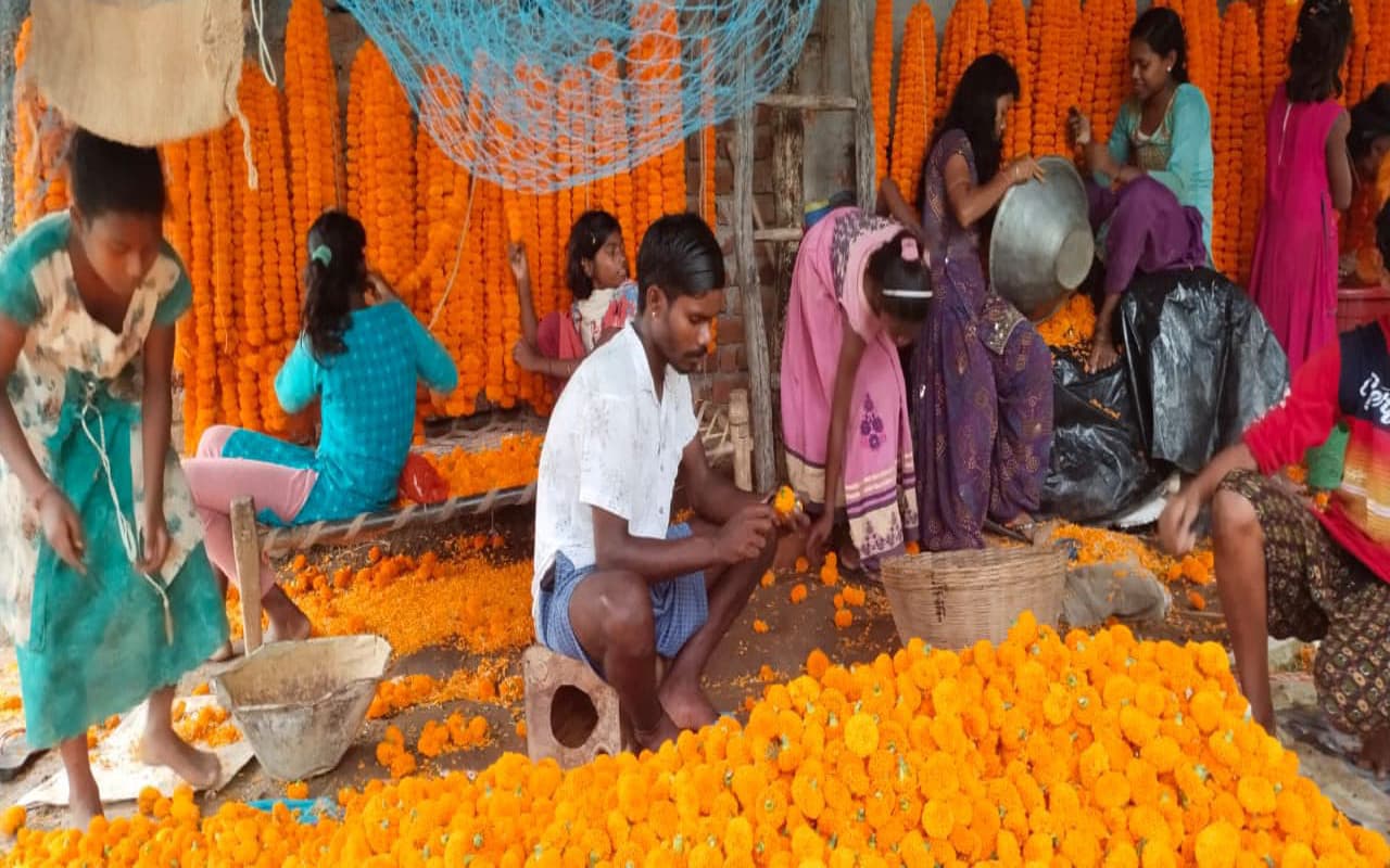 Dhanteras 2022: पूर्वी सिंहभूम के पटमदा और बोड़ाम से 50,000 गेंदा फूल का माला पहुंचेगा जमशेदपुर बाजार