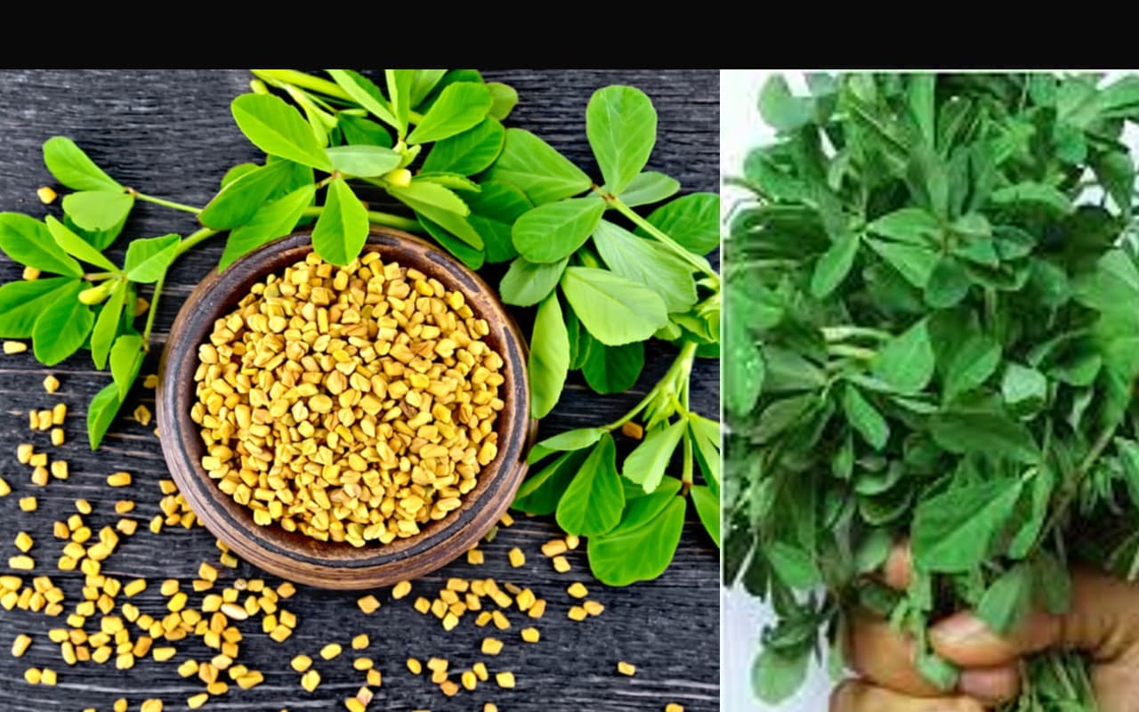 Methi Benefits: विंटर डाइट में एड करें गुणकारी मेथी, जानिए कैसे आपकी सेहत के लिए है बेहद फायदेमंद