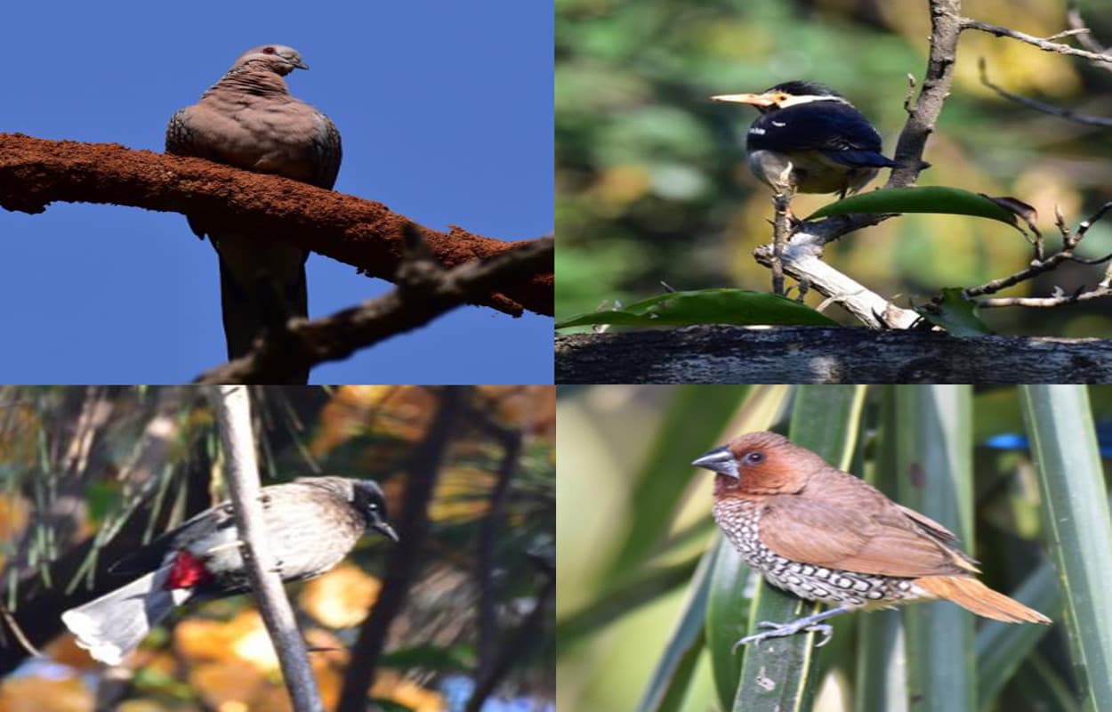 प्रवासी पक्षियों के लिए गुमला का मौसम अनुकूल, जिले के जंगलों में कइयों ने बनाया बसेरा