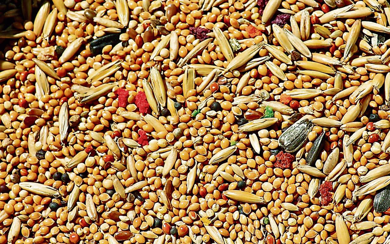 Healthy diet: डाजेशन से परेशान हैं तो ये वाली रोटी ट्राई करें, जल्द दिखेगा फायदा