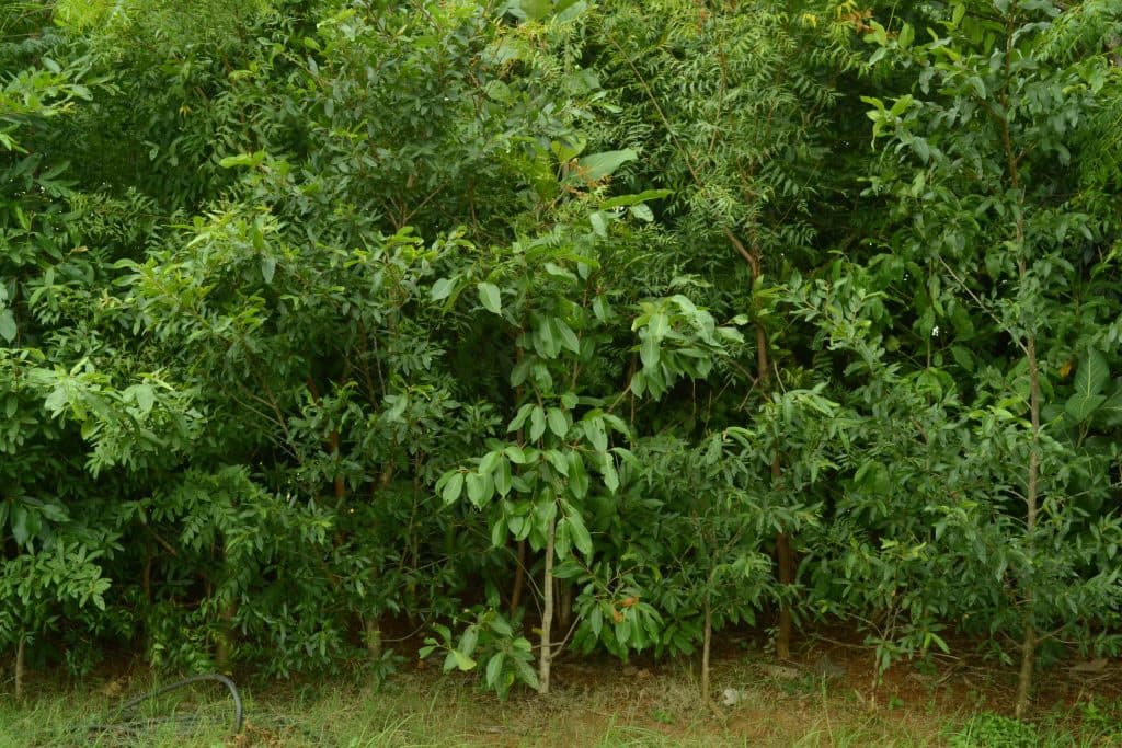 लखनऊ: मियावाकी पद्धति से तीन नए उद्यान किए जाएंगे विकसित, पीएम नरेंद्र मोदी ने की प्रशंसा, जानें क्या है खास लखनऊ: मियावाकी पद्धति से तीन नए उद्यान किए जाएंगे विकसित, पीएम नरेंद्र मोदी ने की प्रशंसा, जानें क्या है खास