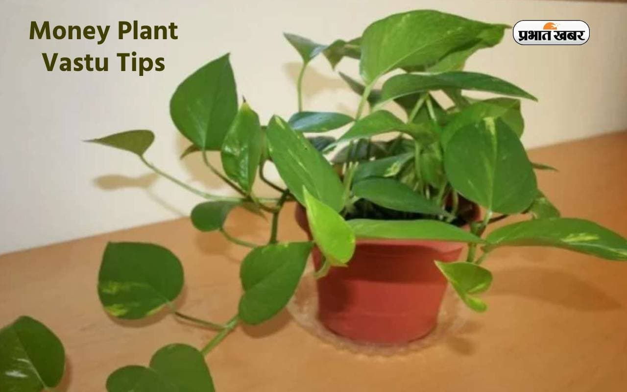 Money Plant Vastu Tips: वास्तु दोष दूर करेगा मनी प्लांट, बस करें ये उपाय
