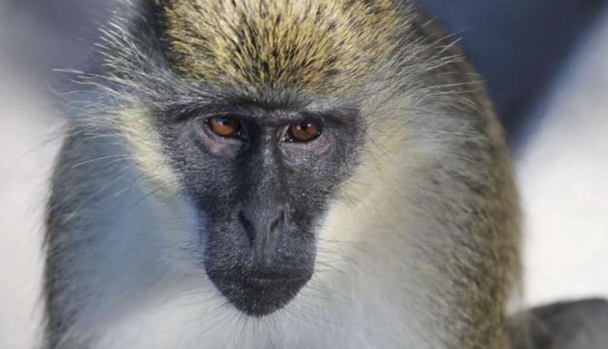Monkeypox: दुनिया के कई देशों में फैला मंकीपॉक्स, कोरोना के बाद बनेगा महामारी! जानें एक्सपर्ट की राय