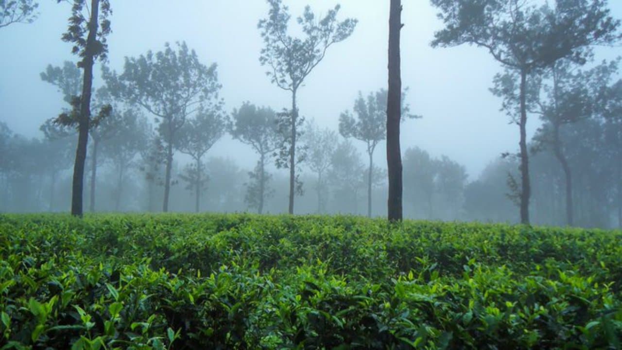 Weather Report : केरल में आखिर आ ही गया मानसून, बिहार-झारखंड और यूपी में जल्द होगी झमाझम बारिश