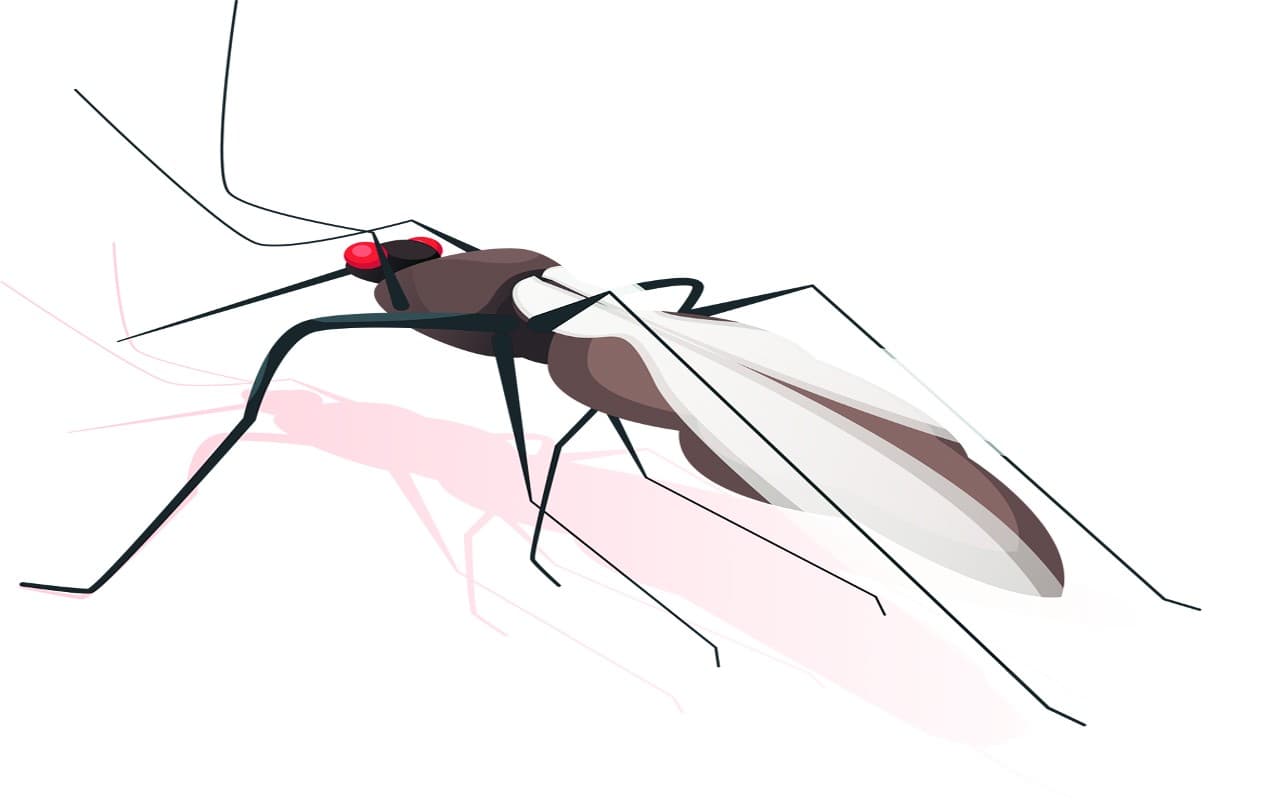 आयुर्वेदिक व होमियोपैथिक दवाओं से भी डेंगू से बचाव संभव, जानिए इसके उपाय