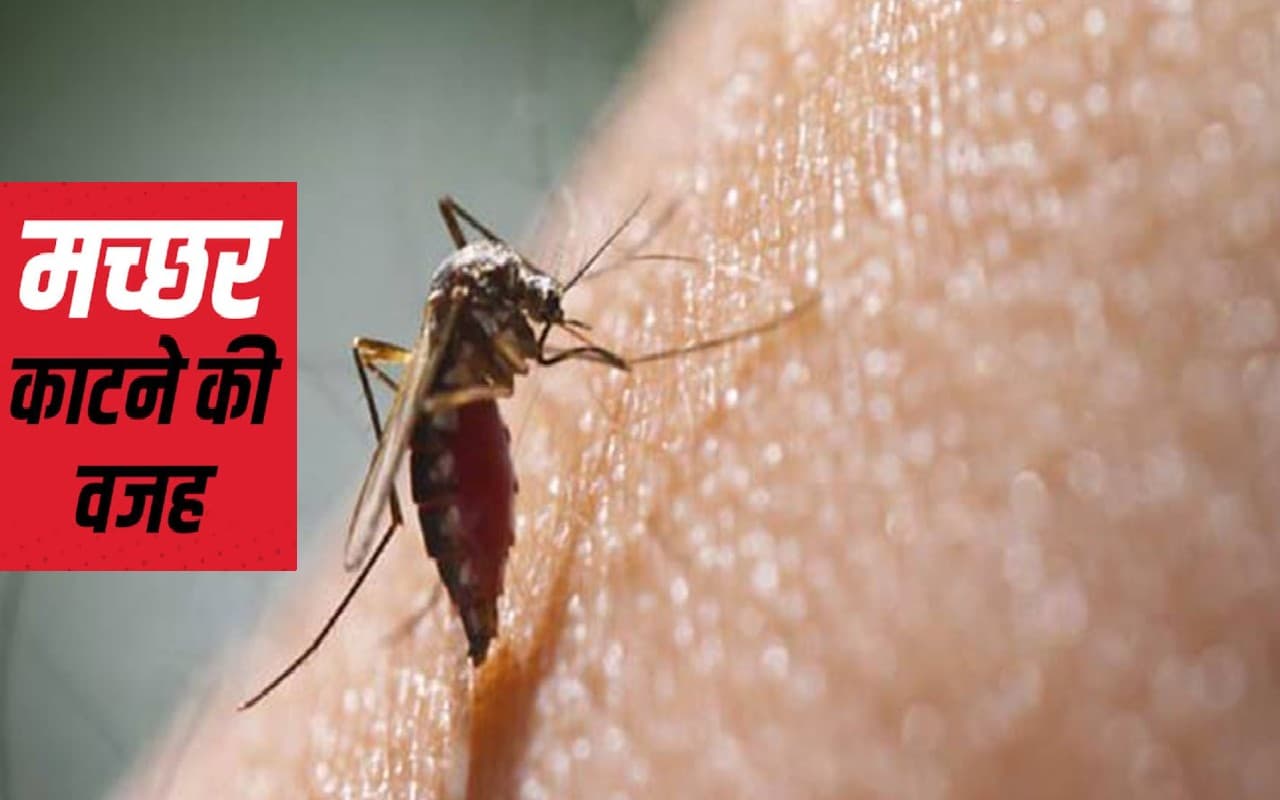 जानिये आखिर क्यों कुछ लोगों को ज्यादा तो कुछ को कम काटते हैं मच्छर, कहीं आपके बॉडी में तो नहीं है दिक्कत