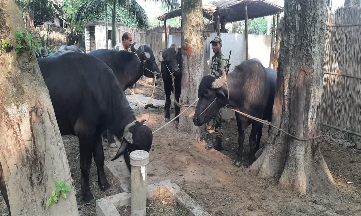 मुर्शिदाबाद में बीएसएफ जवानों पर पशु तस्करों ने की फायरिंग, जवाबी कार्रवाई में भागते 2 स्मगलर गिरफ्तार
