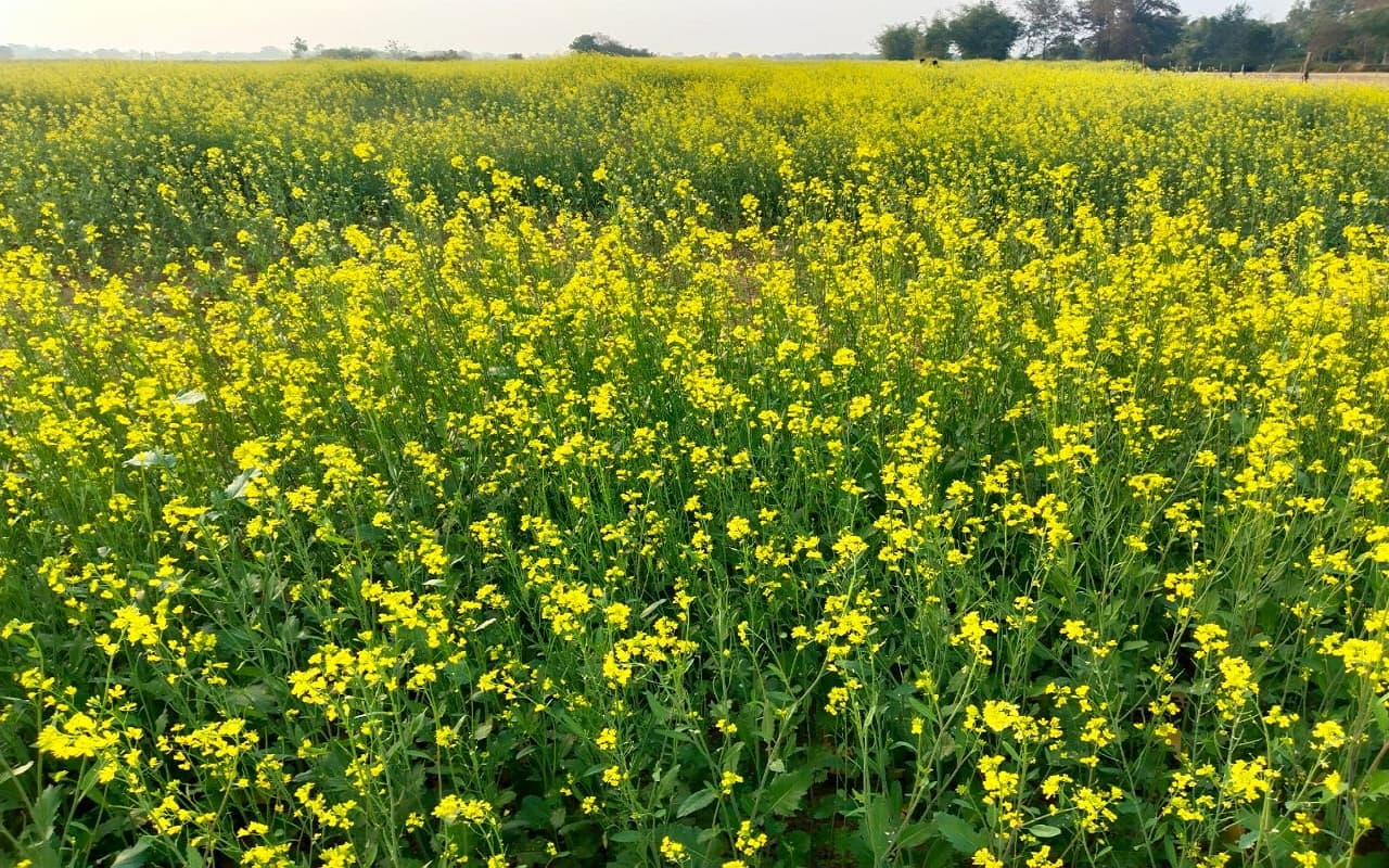 Mustard Cultivation: सरसों की लहलहाती फसल देख किसानों के खिले चेहरे, अच्छी उपज से बढ़ेगी आमदनी