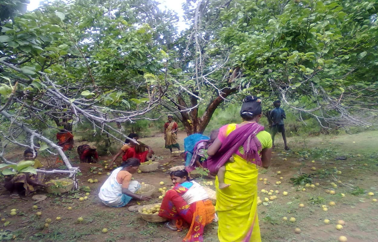 नेतरहाट की नाशपाती से सरकार को होती है लाखों की आमदनी, इलाके में 5 हजार से अधिक है पेड़