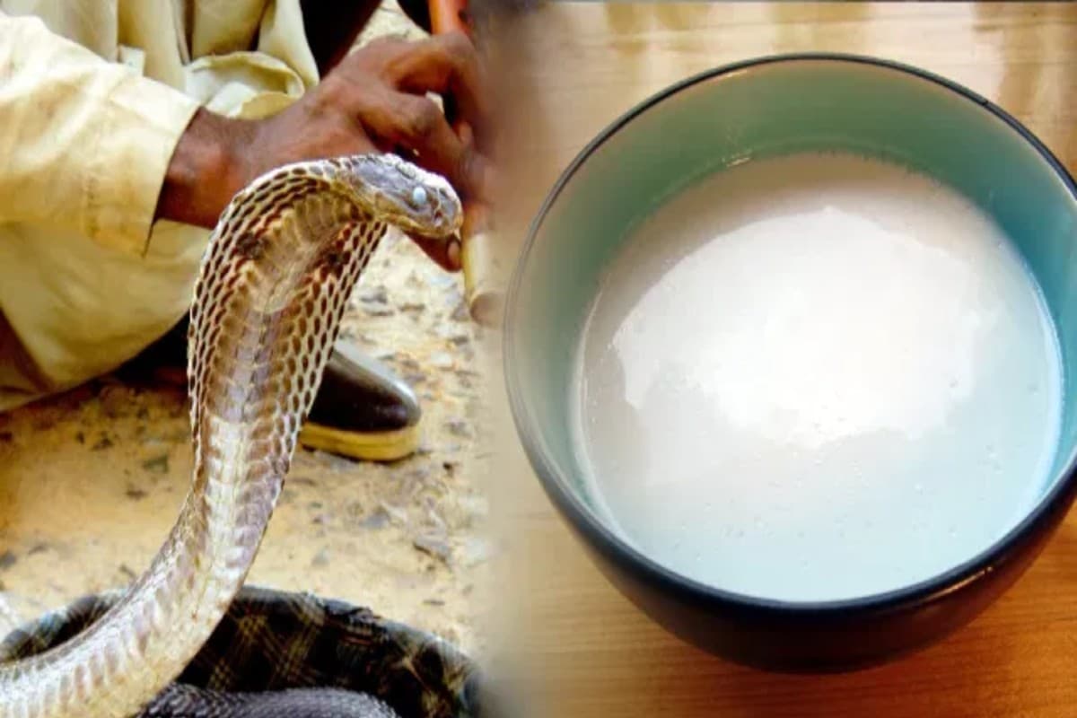 Nag Panchami 2021: क्या नाग पंचमी को सांपों को दूध पिलाना ठीक? जानें क्या कहता है PETA India