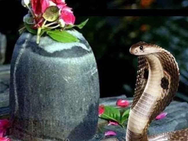Happy Nag Panchami 2023 Wishes Live:   सुख एवं समृद्धि आए... यहां से भेजें नाग पंचमी पर शुभकामनाएं