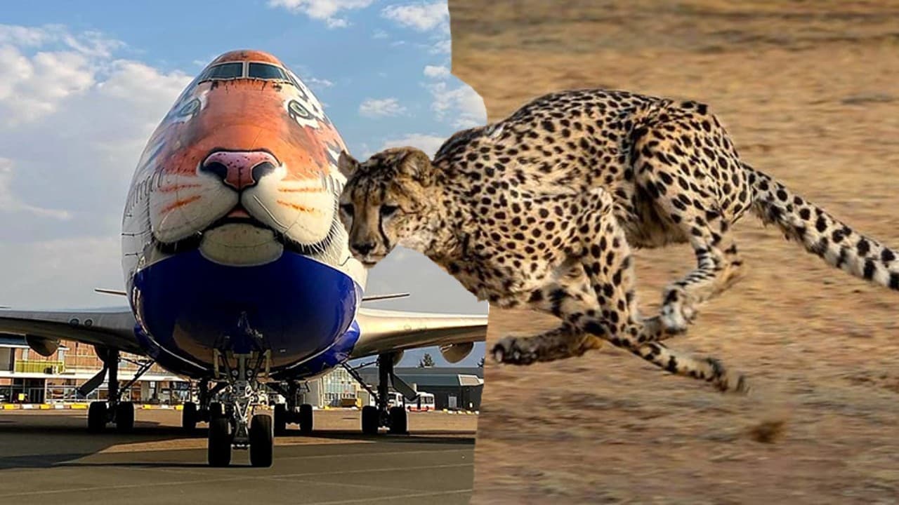 चीता लाने के लिए नामीबिया पहुंचा टाइगर फेस विमान, 17 सितंबर को कुनो नेशनल पार्क में उतारेंगे पीएम मोदी