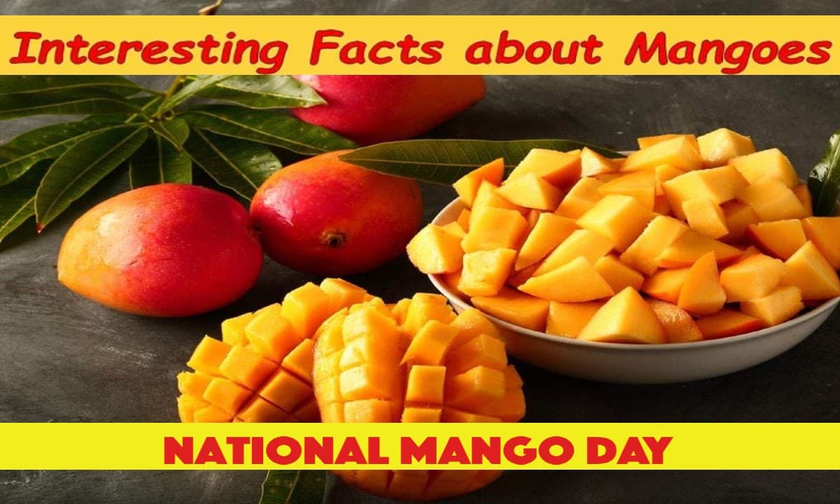 National Mango Day 2022: मनाया जा रहा है राष्ट्रीय आम दिवस, जानें के नेशनल फ्रूट बारे में कुछ रोचक तथ्य