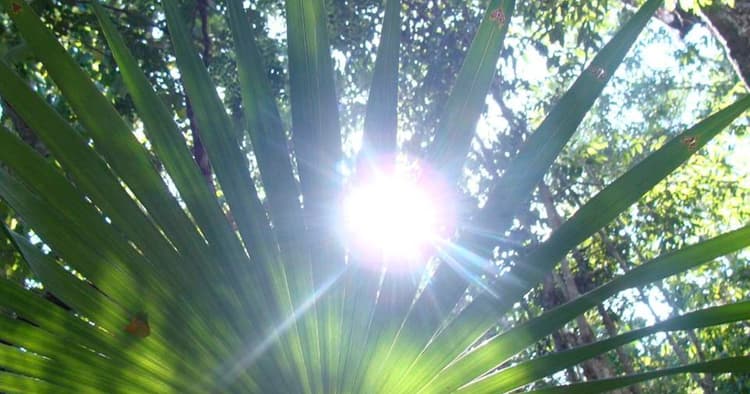 कुदरत से जीवन और जीविका