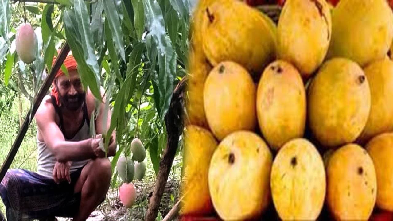भागलपुर के मैंगो मैन ने प्रधानमंत्री मोदी के नाम पर रखा आम का नाम, 2024 की भव्य तैयारी