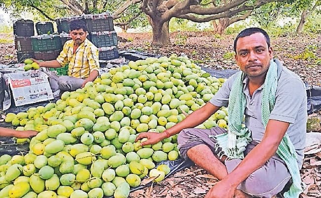 E-Pass बनने की प्रक्रिया से अनजान आम कारोबारियों की लॉकडाउन में बढ़ी मुश्किलें, जैसे-तैसे लोकल मंडी पहुंचा रहे आम