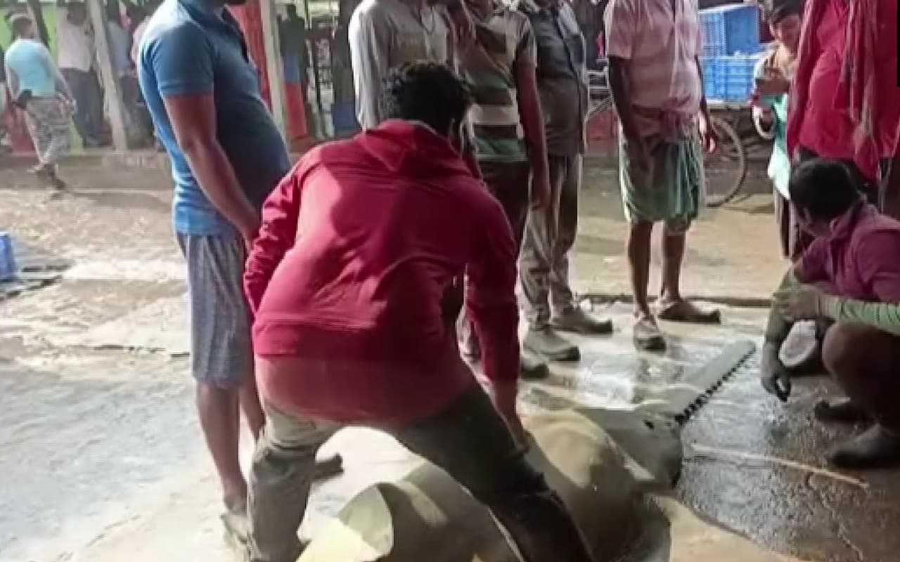 ओडिशा में मछुआरे ने पकड़ी 550 किलो की दुर्लभ मछली, 1 लाख में बिकी, इस बीमारी के इलाज में आता है काम