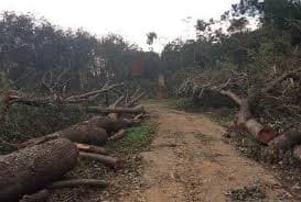 अधिकारी ने माफिया से मिल बिकवा दी वनभूमि