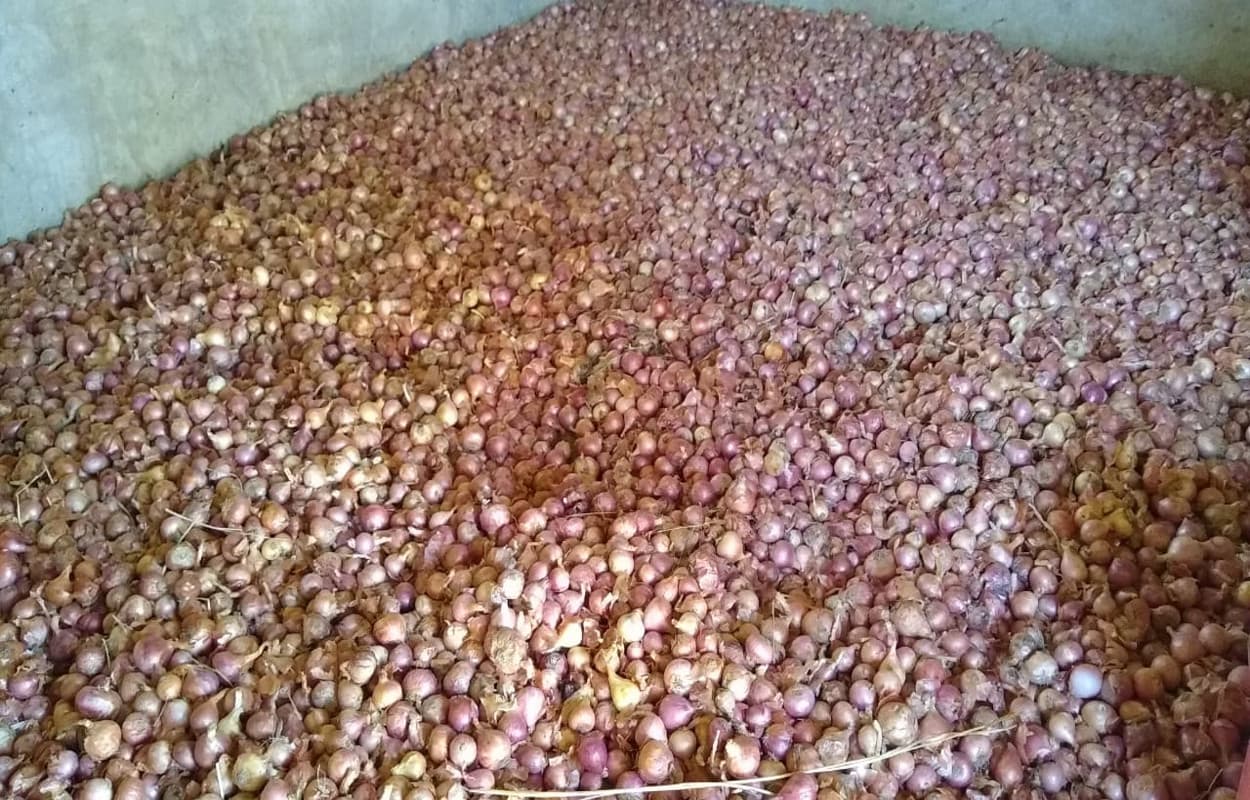 प्याज की कीमतों पर अंकुश लगाने के लिए सरकार ने उठाया बड़ा कदम, डेढ़ महीने के लिए बढ़ाई आयात नियमों में ढील की तारीख