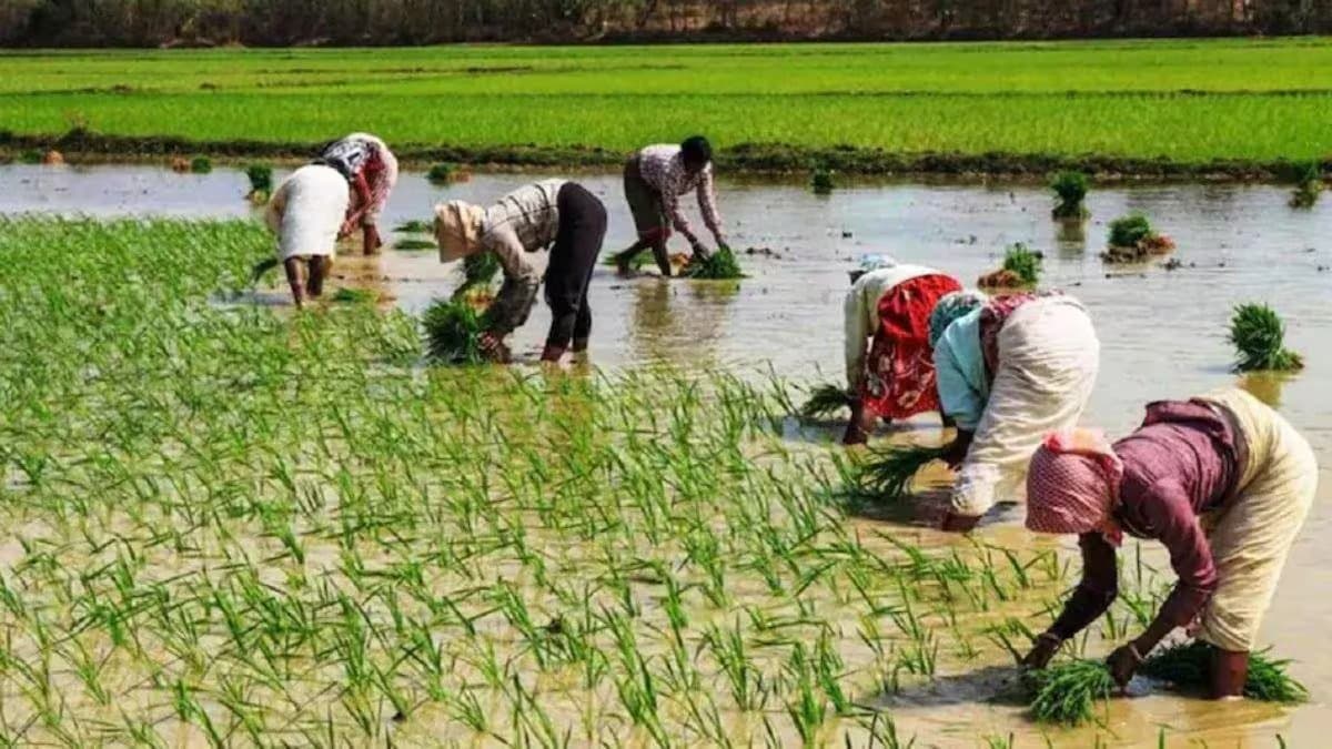 PM Fasal Bima Yojana: पीएम फसल बीमा योजना अपदा में है किसानों का साथी, जानें कैसे उठा सकते हैं इस योजना का लाभ