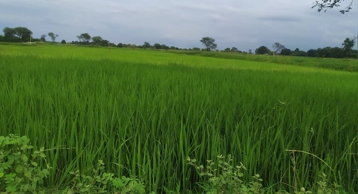 PM Kisan Samman Nidhi Updates: मोदी सरकार गिफ्ट  देने के मूड में! किसानों के खातों में आ सकते हैं 4000 रुपये