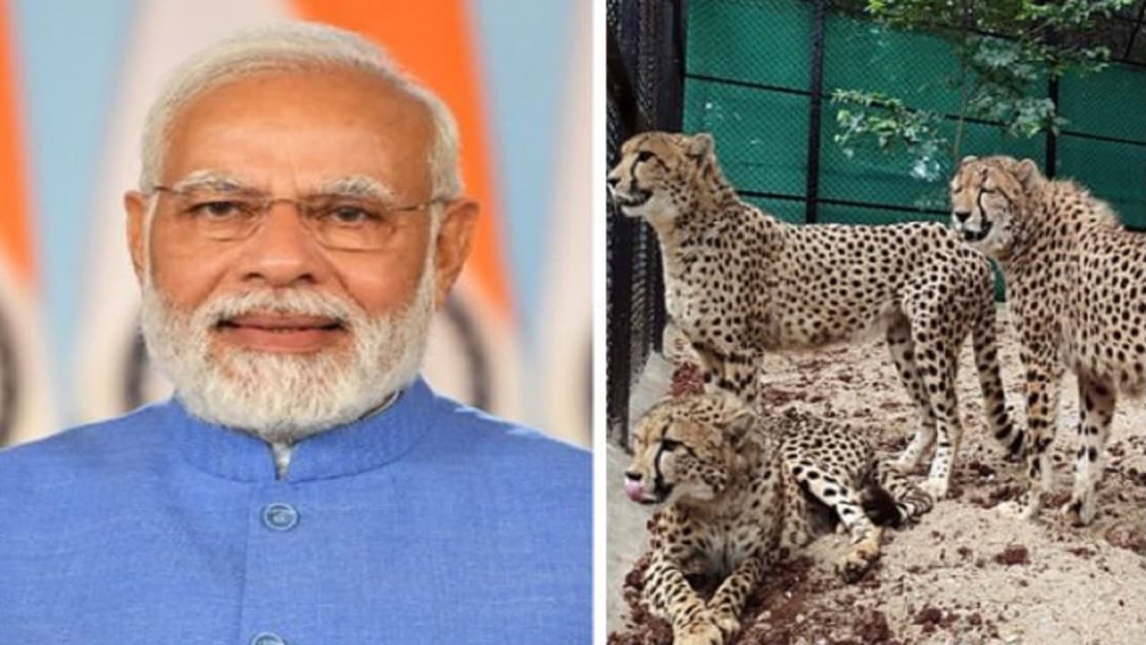 Project Cheetah: पीएम मोदी ने चीतों को किया आजाद, फिर क्लिक किए Photos