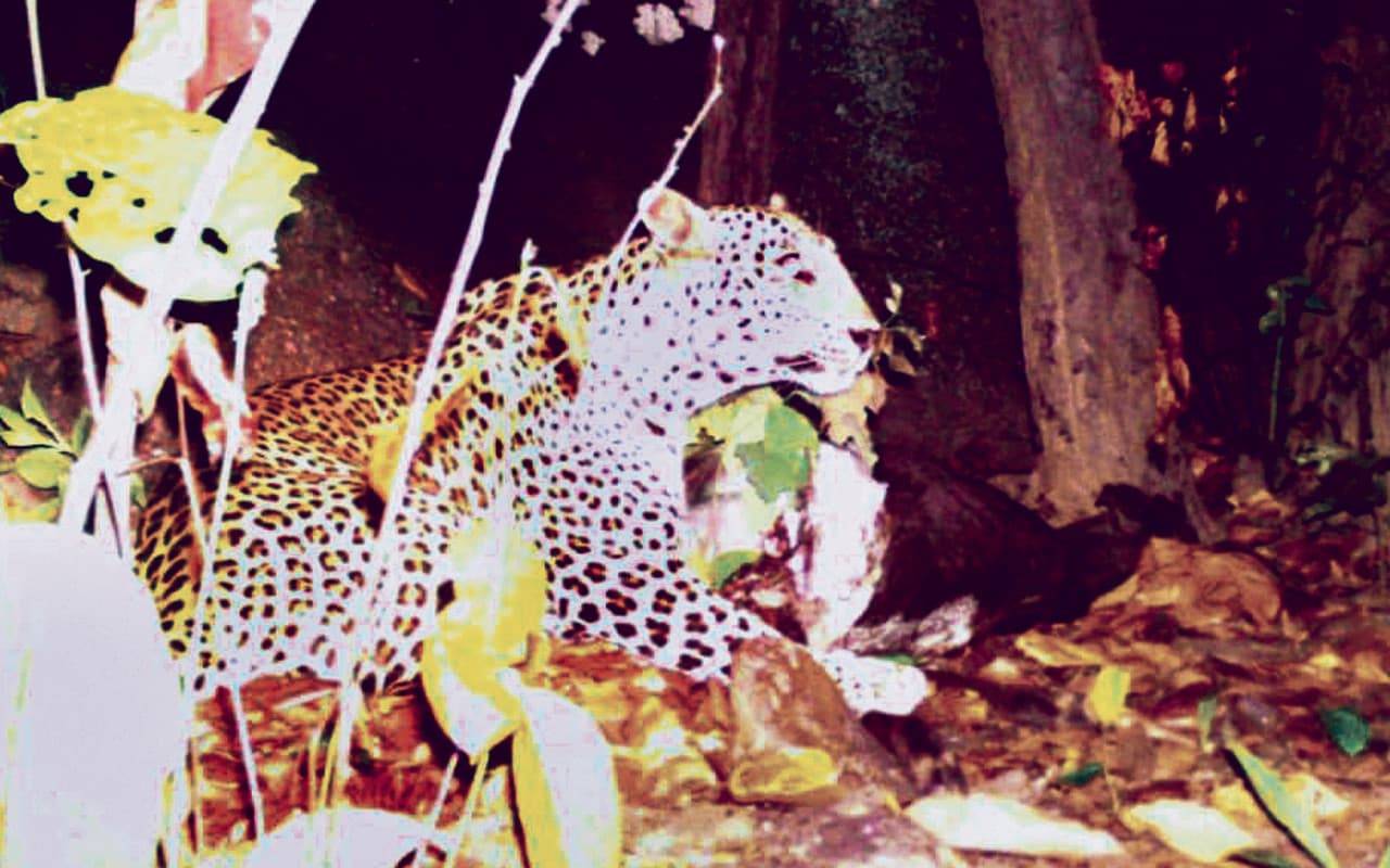 Jharkhand News: पलामू टाइगर रिजर्व की शान बढ़ाने वाले तेंदुआ पर मंडराने लगा खतरा, जानें कारण