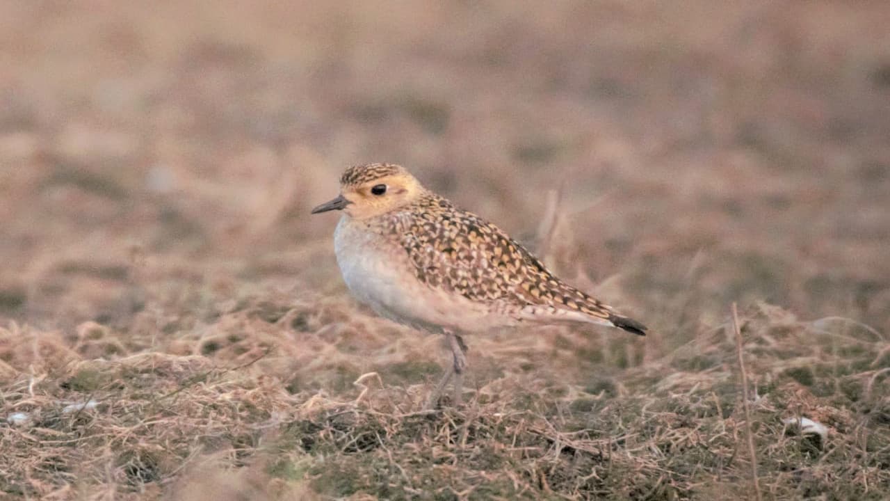 झारखंड में पहली बार दिखी पैसिफिक गोल्डन प्लोवर, ठंड में विदेशी पक्षियों से गुलजार होने लगा तिलैया डैम