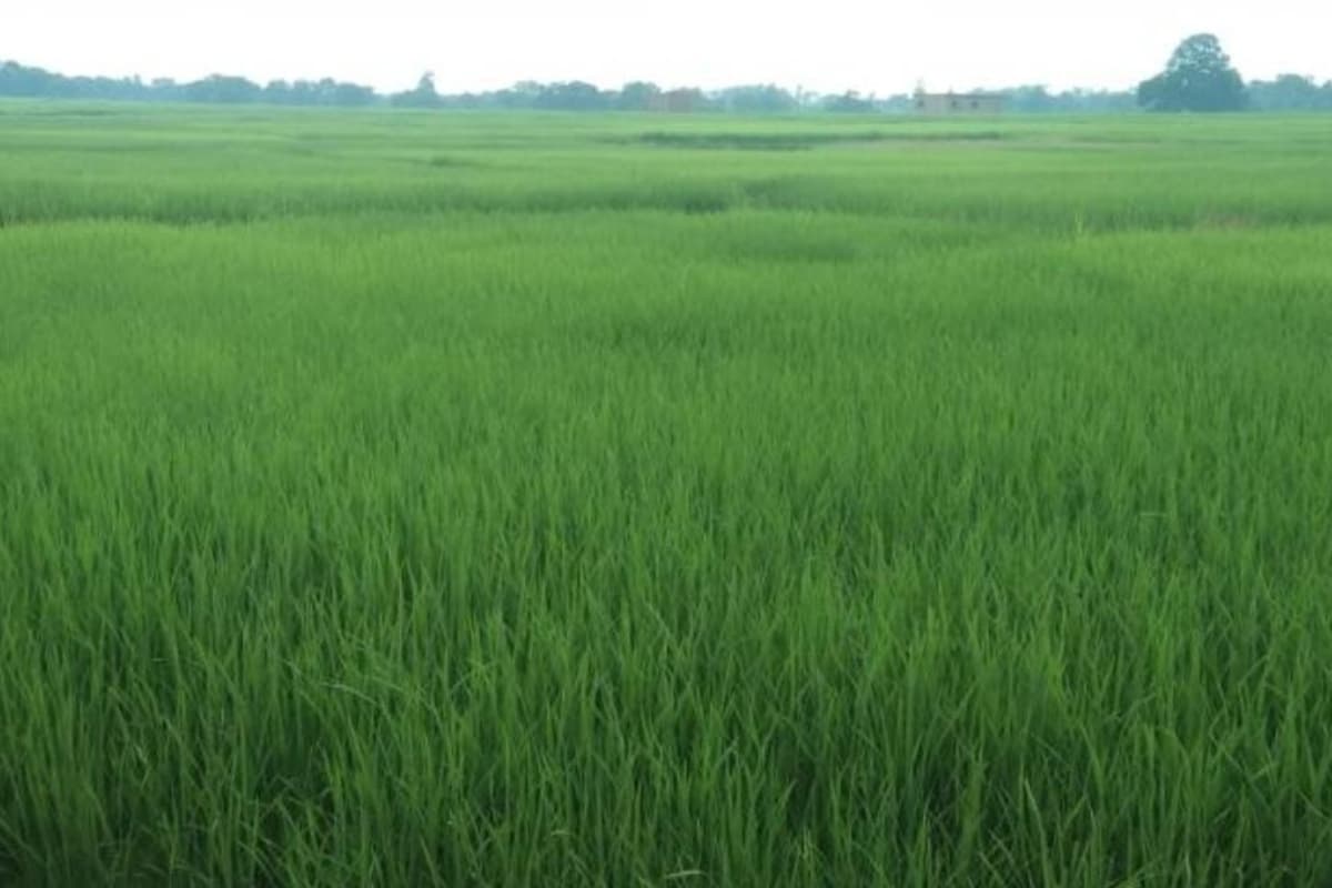झारखंड का एक इलाका, जहां सिंचाई के लिए किसान मानसून की बारिश पर नहीं रहते निर्भर, लहलहा रही हैं धान की फसलें