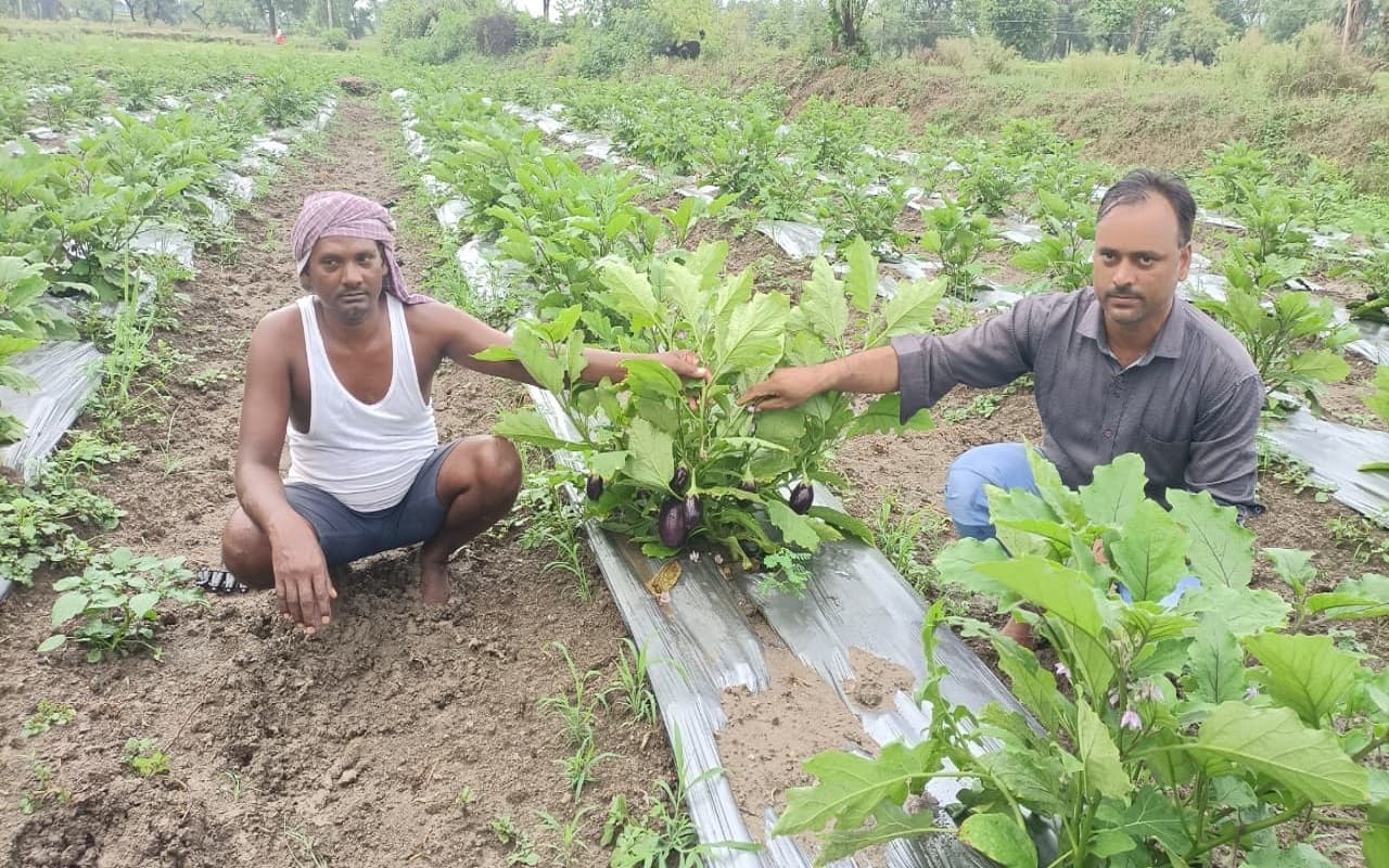 Jharkhand News : झारखंड में सुखाड़ की आशंका, लेकिन पलामू के किसान बैंगन की खेती से करेंगे लाखों की कमाई