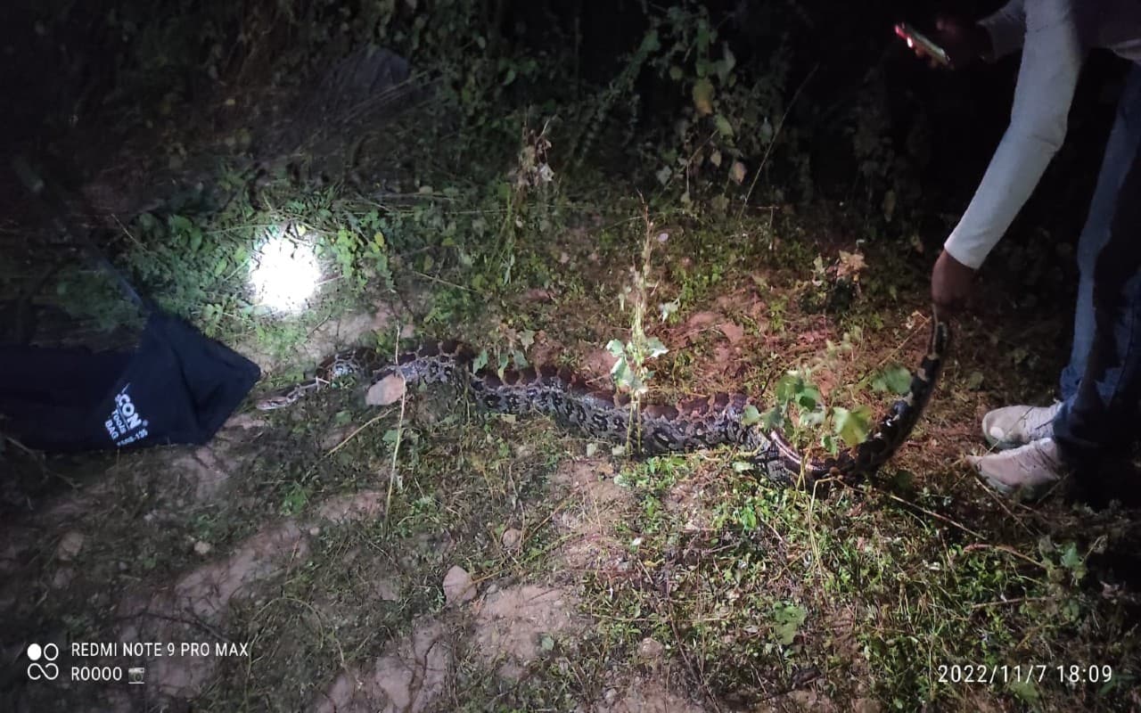 पलामू में फिर निकला विशाल अजगर, वन विभाग ने पकड़ कर जंगल में छोड़ा