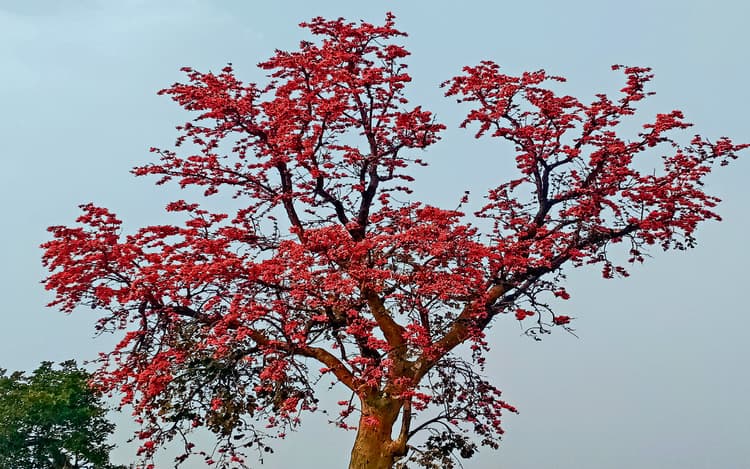 Prabhat Khabar Explainer: औषधीय गुणों का खजाना है राजकीय फूल पलाश, पत्तियों से लेकर छाल और बीज भी है उपयोगी