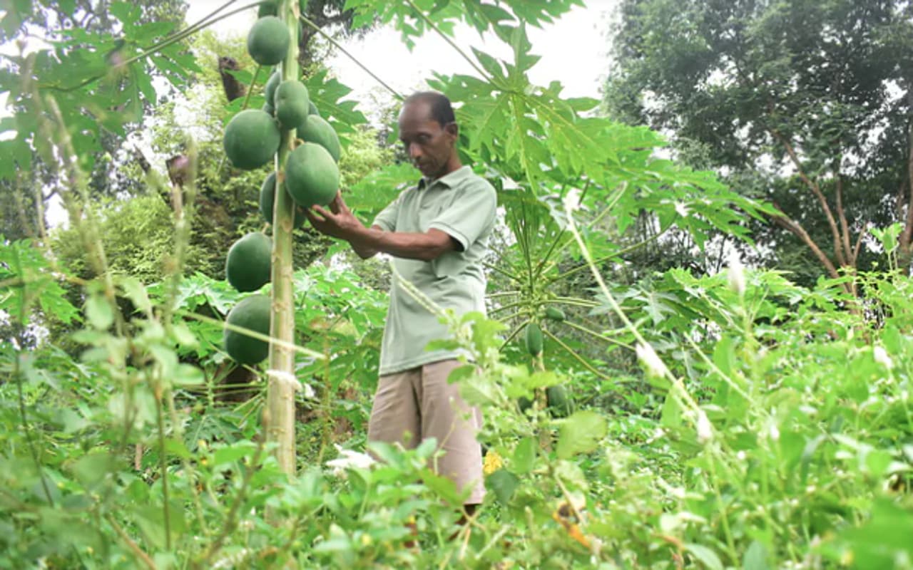 उद्यान्न विभाग गुमला में किसानों के लिए कई योजनाएं, मिलेगी ट्रेनिंग, ऐसे करें आवेदन