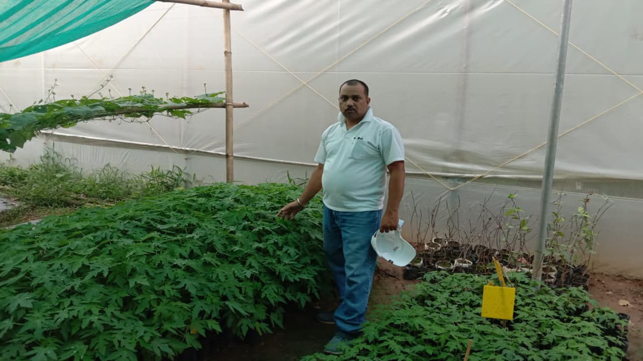 पपीते की खेती में पहली बार गोड्डा के किसानों में दिखी ललक, आमदनी बढ़ाने के लिए क्रॉप कैश को अपनाने पर जोर