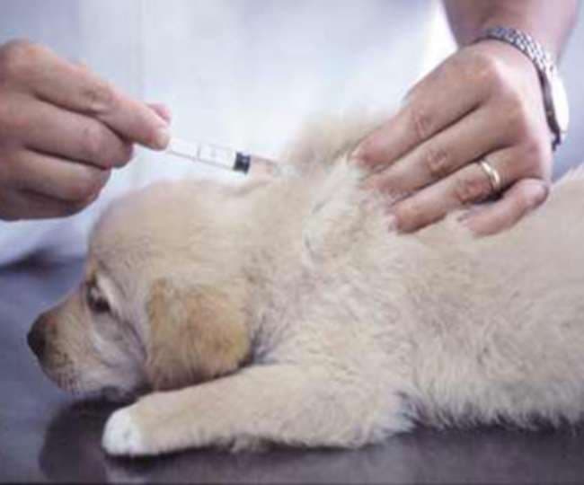 सावधान! बंगाल के पालतू कुत्तों में फैल रहा है यह जानलेवा वायरस, जानें इंसानों को इससे कितना है खतरा