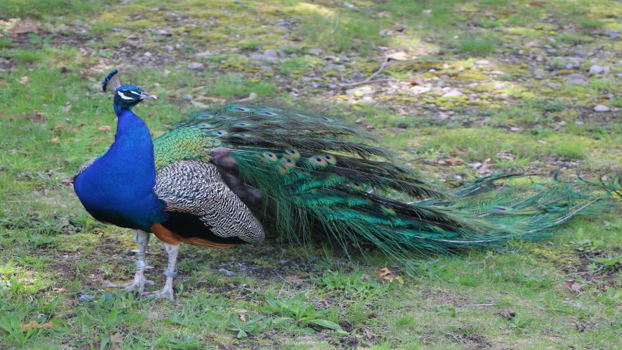 PHOTOS: फिल्म के नहीं ये हैं दुनिया के बेेस्ट नेचुरल डांसर