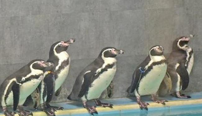 महाराष्ट्र: पेंग्विन की देखभाल के लिए 15 करोड़ का टेंडर, कांग्रेस ने शिवसेना को घेरा, दागे तीखे सवाल