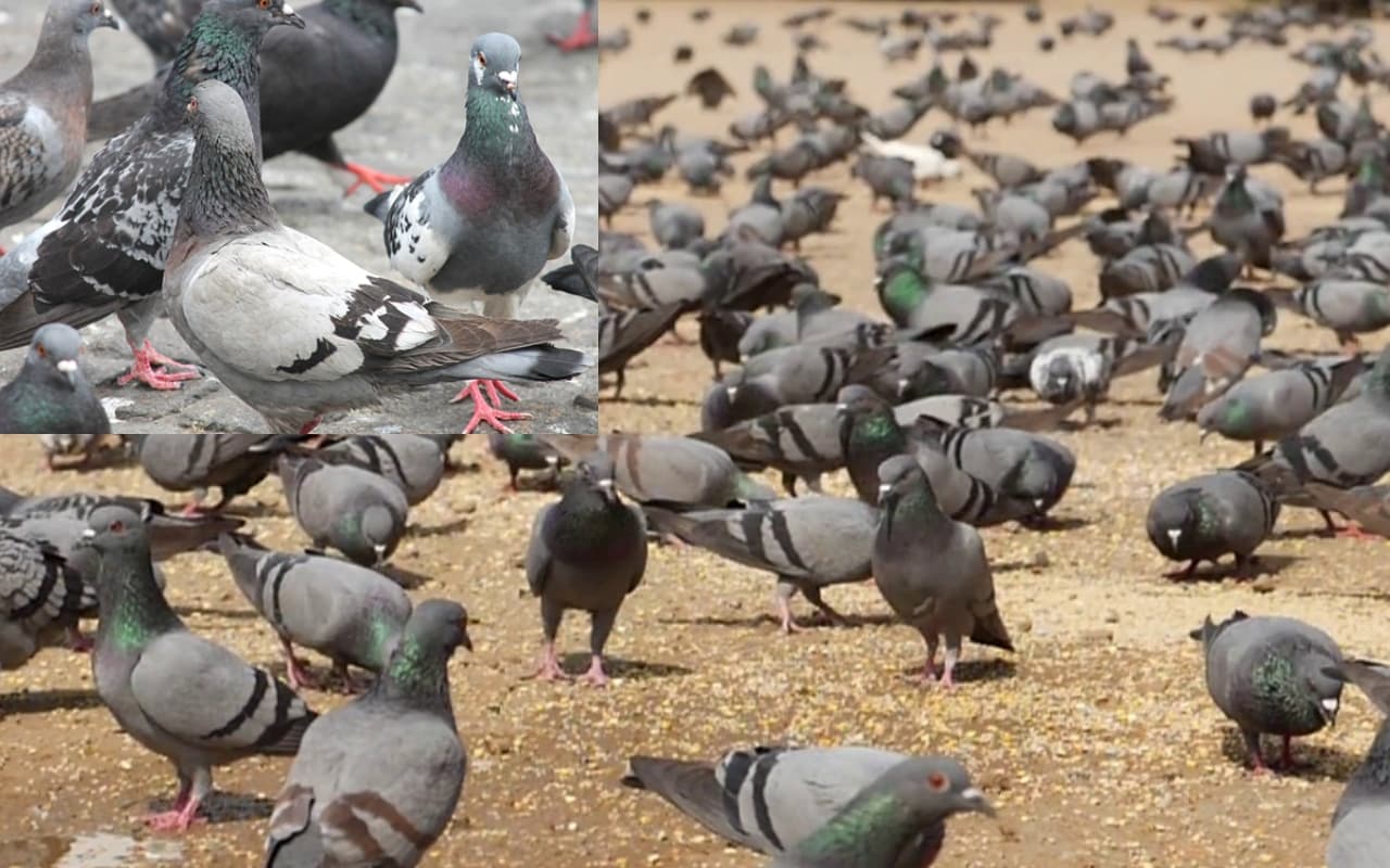 Lung Disease : क्या है बर्ड ब्रीडर लंग? कैसे हो रहे हैं लोग इस बीमारी का शिकार