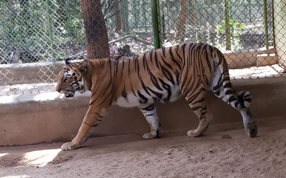 यूपी के पीलीभीत में बाघ ने दो लोगों को निवाला, इलाके में दहशत