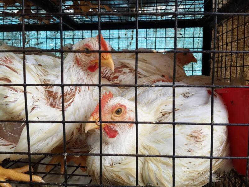 झारखंड : होटवार फॉर्म में फैला बर्ड फ्लू, 4000 से अधिक मुर्गियों-बतख को मारा गया