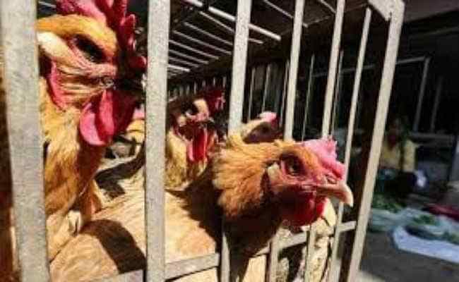 कोरोना से पस्त पोल्ट्री कारोबार, यहां सब्जियों से भी सस्ता मिल रहा है चिकेन