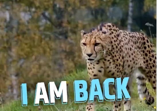 Project Cheetah: जंगल में जिसके पहुंचते ही फैल जाती है दहशत, जानें रफ्तार के बादशाह का नाम कैसे पड़ा चीता